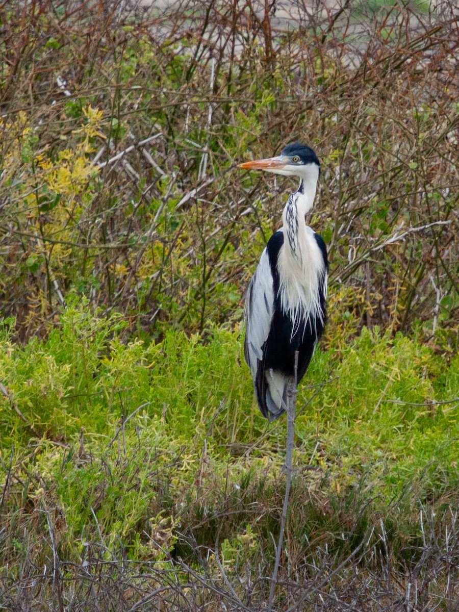 Cocoi Heron - ML638893633