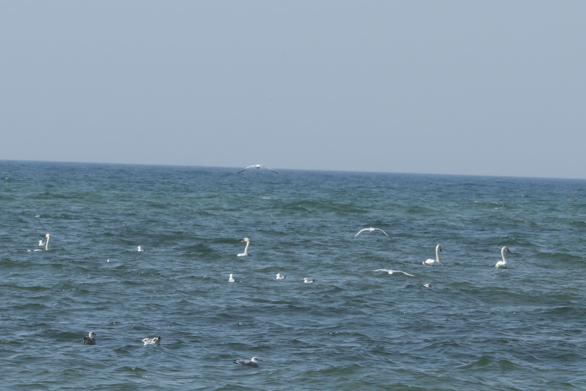 Trumpeter Swan - ML638893640