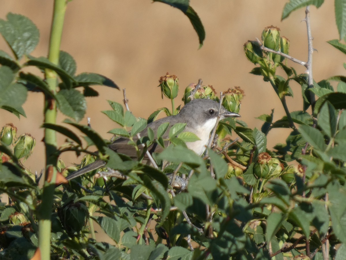 Western Orphean Warbler - ML638893661