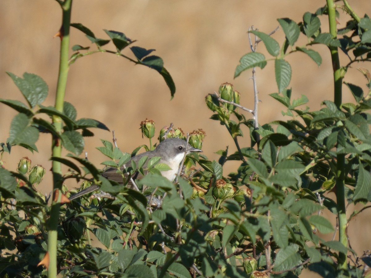 Western Orphean Warbler - ML638893666