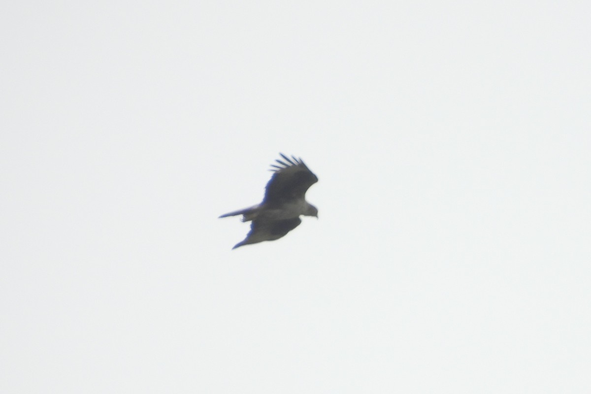 diurnal raptor sp. - ML638893710