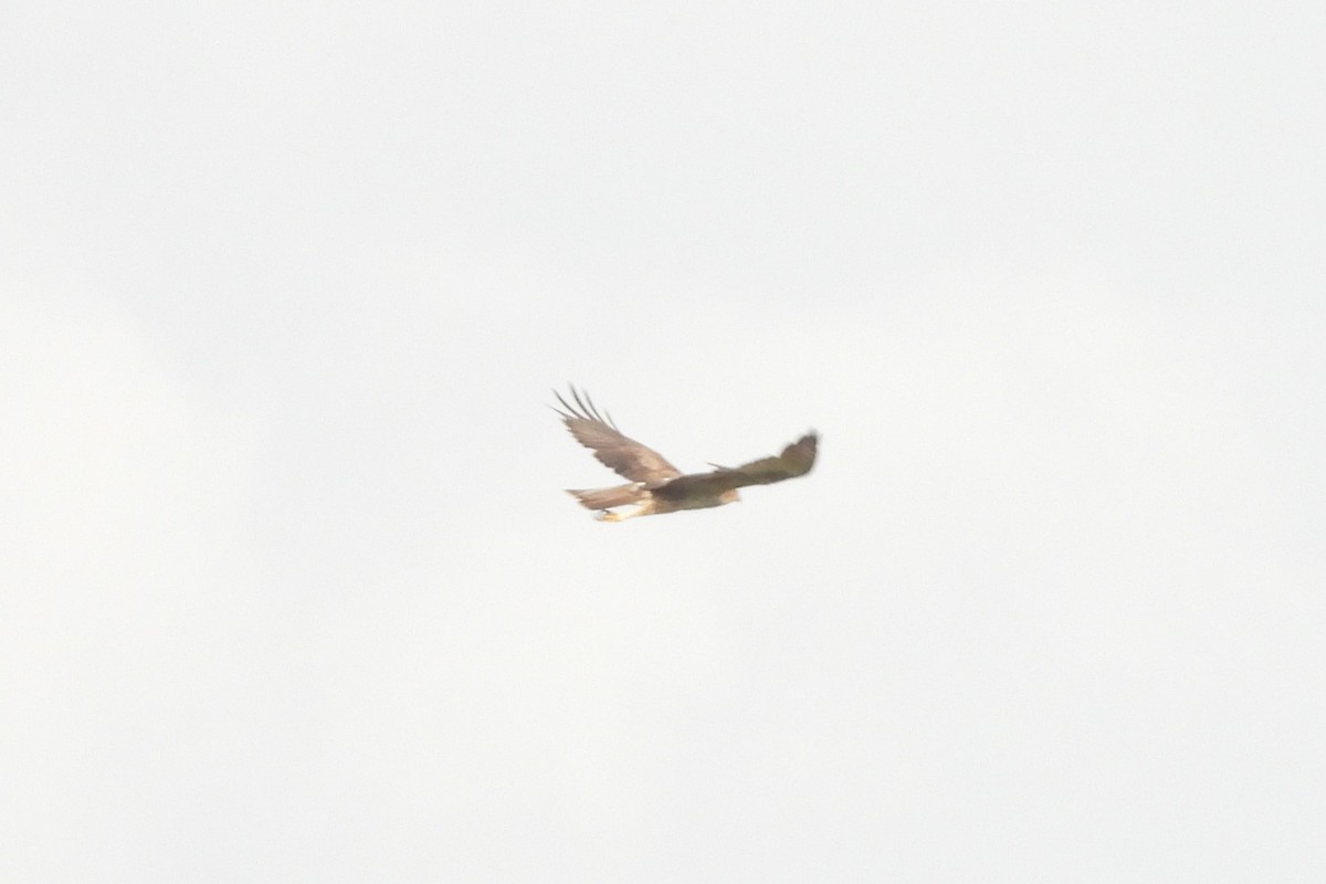 diurnal raptor sp. - ML638893711
