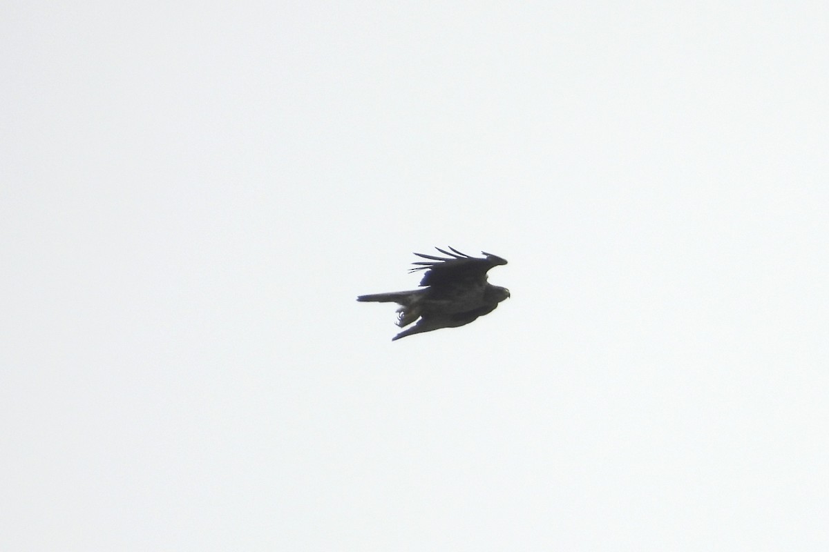 diurnal raptor sp. - ML638893717