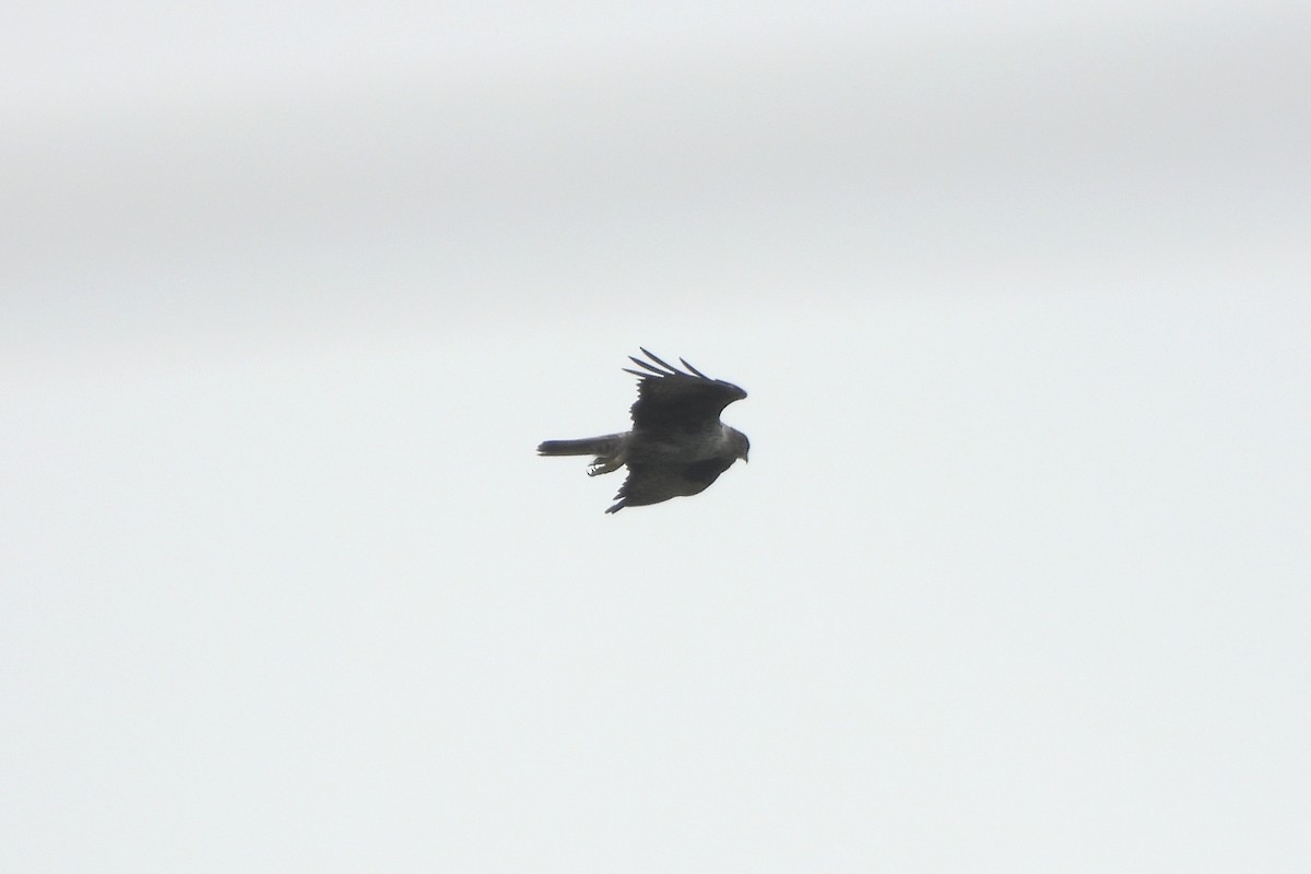 diurnal raptor sp. - ML638893718