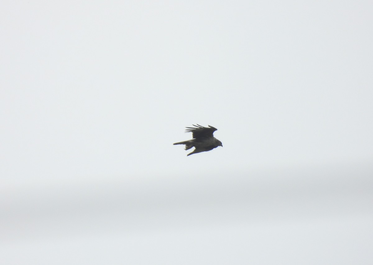diurnal raptor sp. - ML638893719