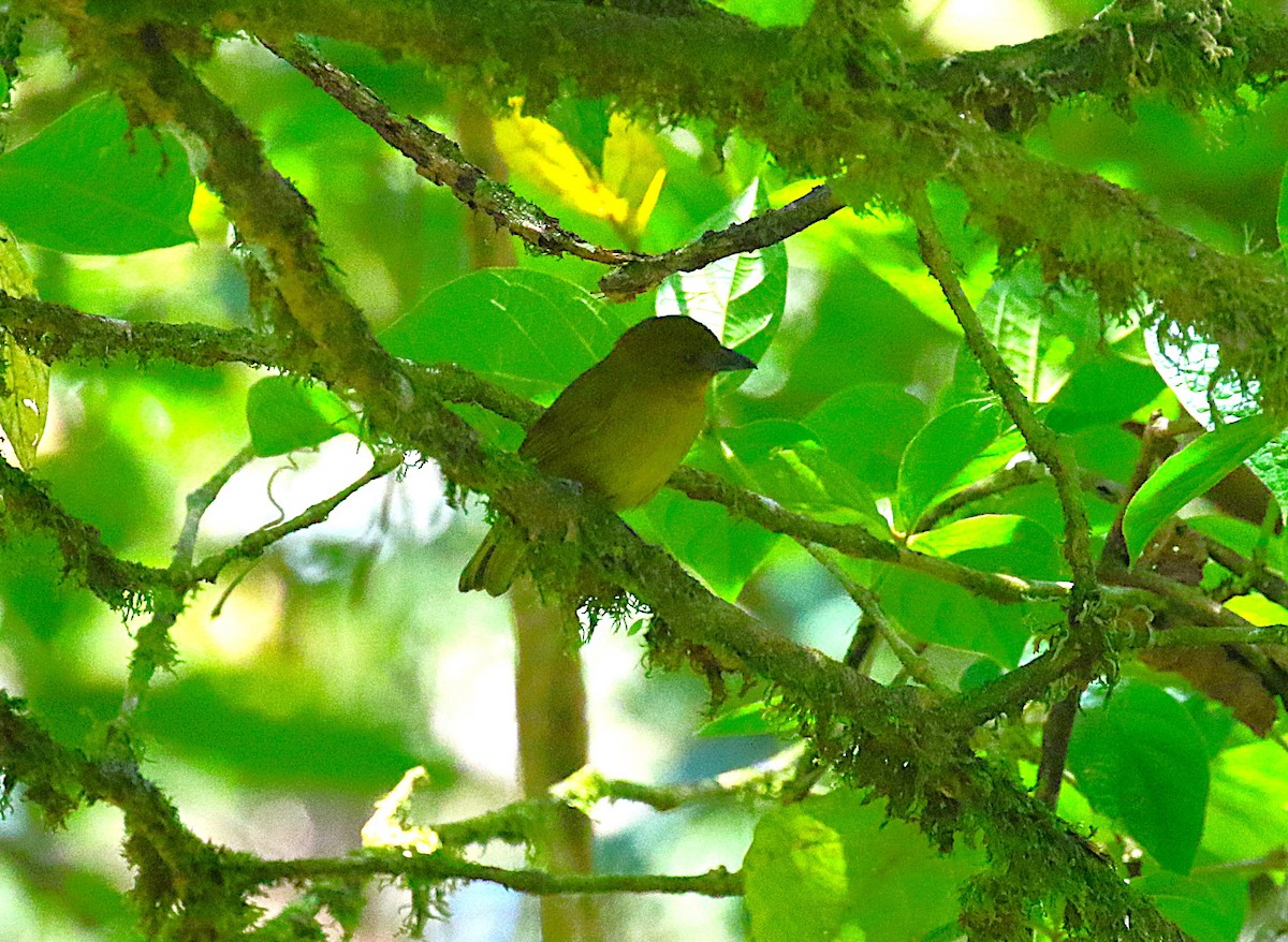 Carmiol's Tanager - ML638893781