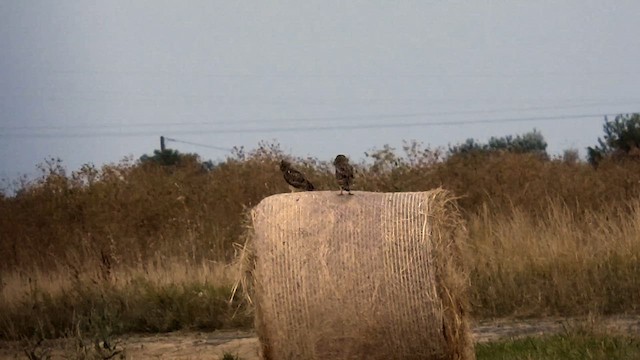 Kır Baykuşu - ML638893806