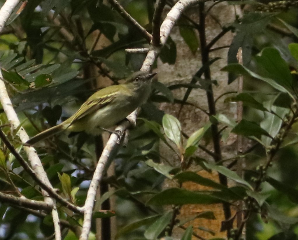 Gray-headed Elaenia - ML638893820