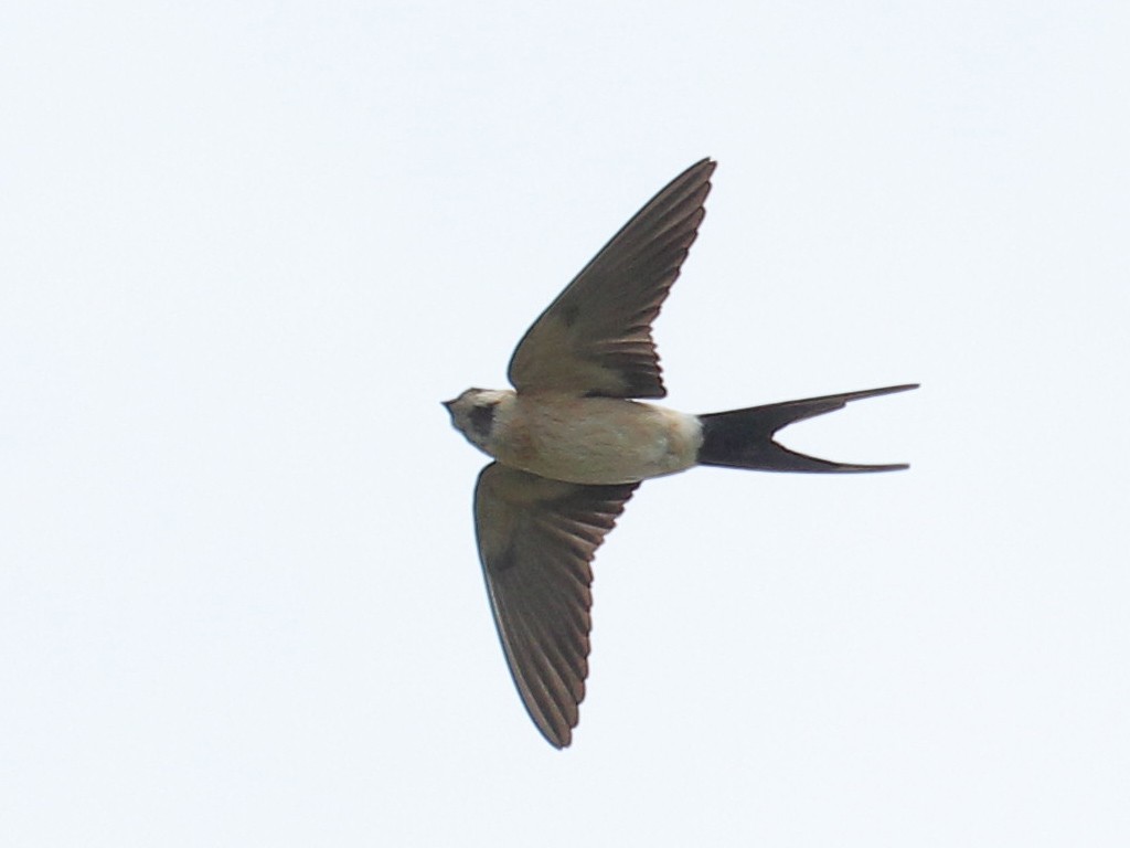 European Red-rumped Swallow - ML638893823