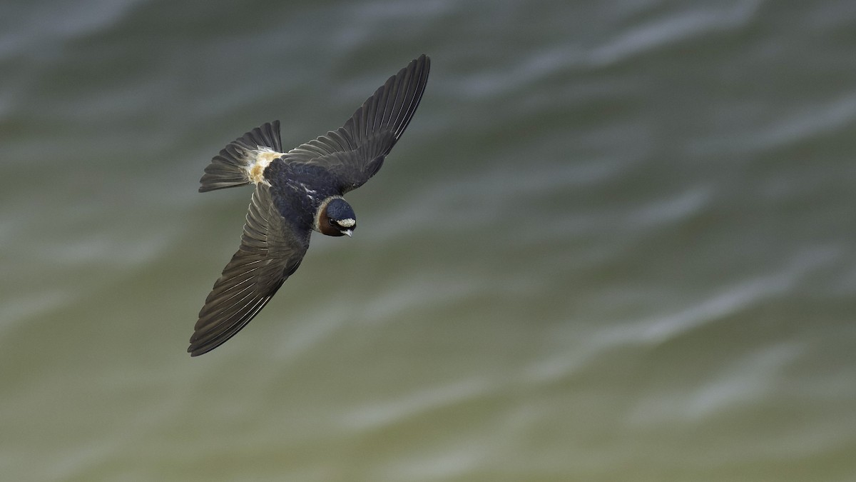 Cliff Swallow - ML638893835