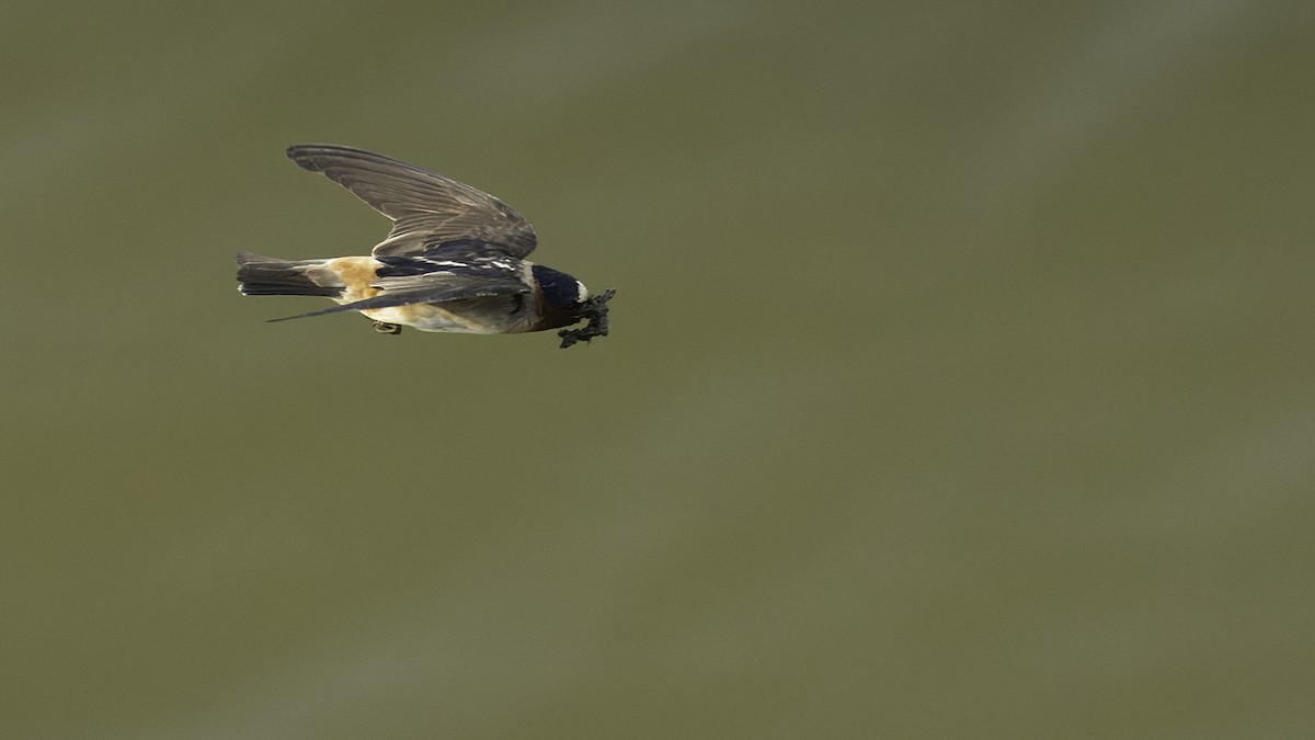 Cliff Swallow - ML638893845
