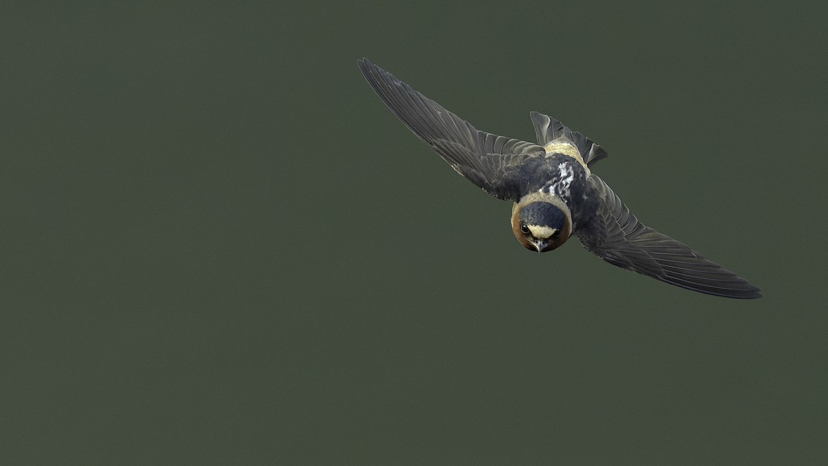 Cliff Swallow - ML638893846