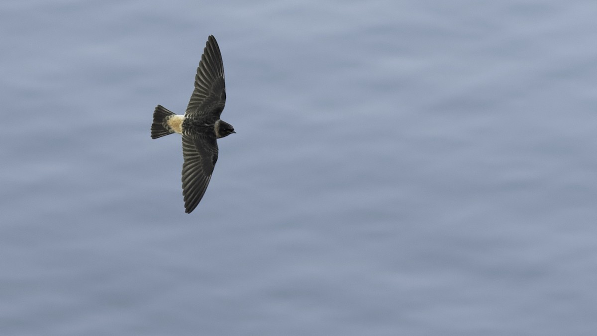 Cliff Swallow - ML638893849