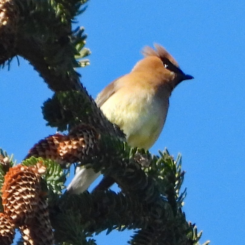 Cedar Waxwing - ML638893854