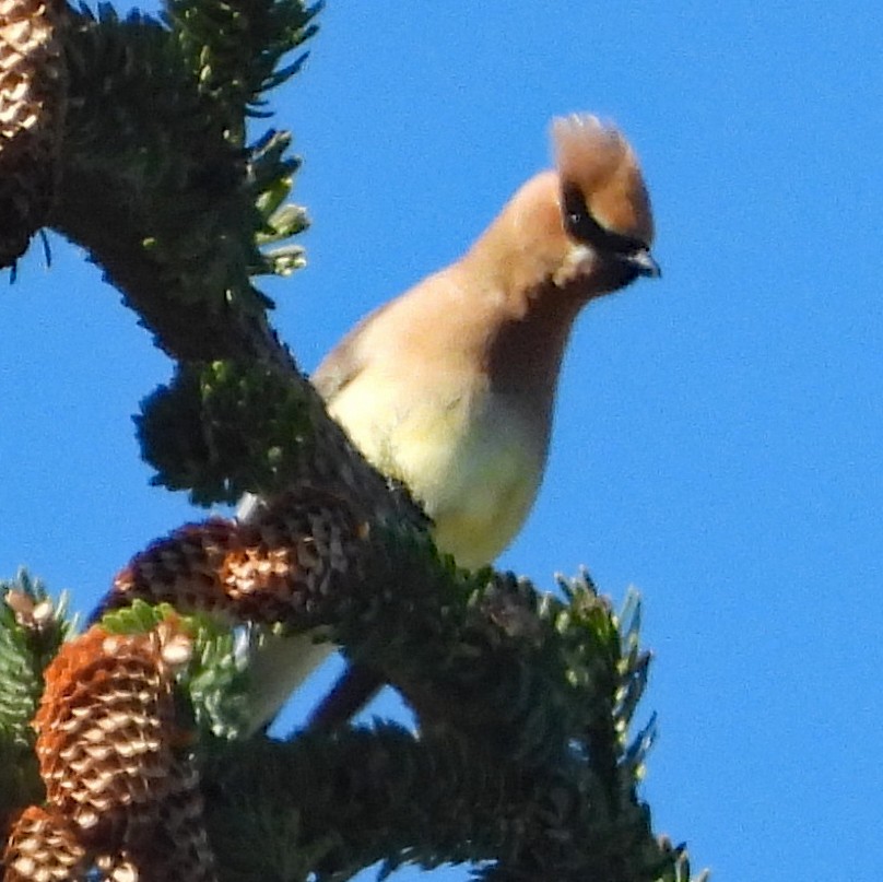 Cedar Waxwing - ML638893874