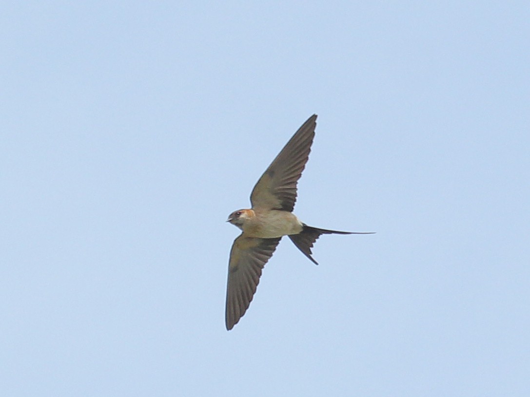 European Red-rumped Swallow - ML638893885