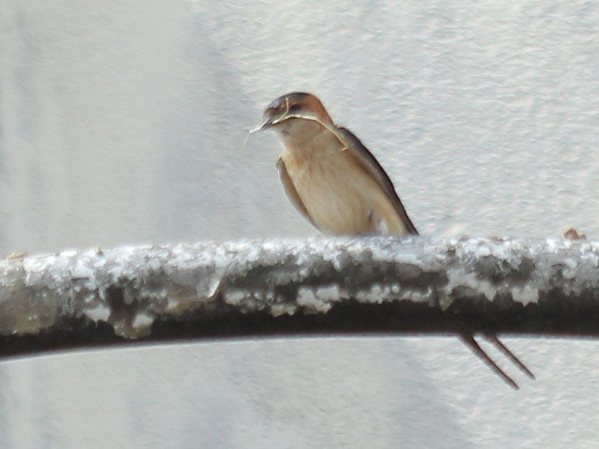 European Red-rumped Swallow - ML638893886