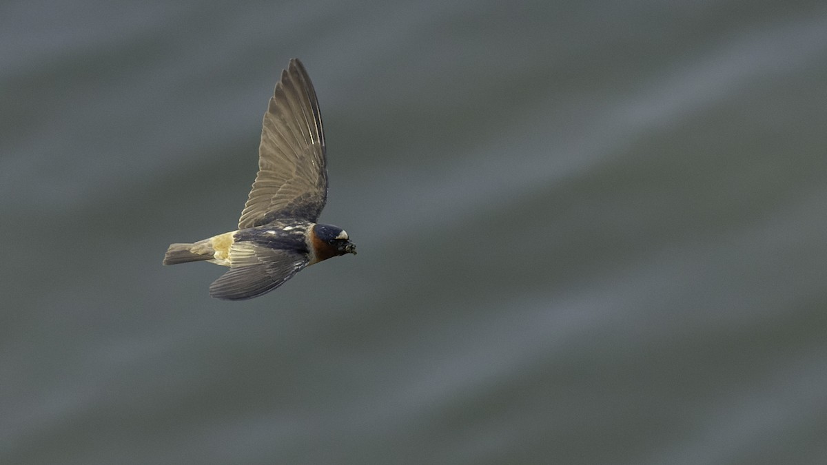 Cliff Swallow - ML638893896