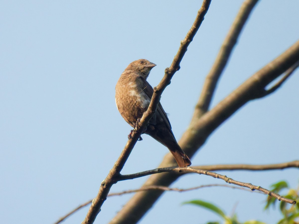 Brown-headed Cowbird - ML638893905