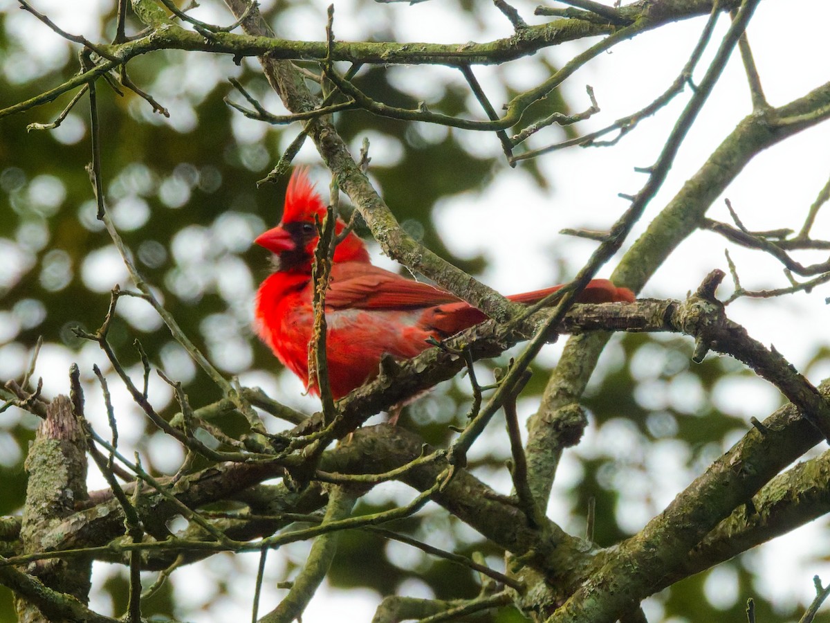 Northern Cardinal - ML638893922
