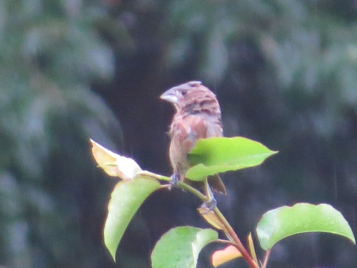 Blue Grosbeak - ML638893995