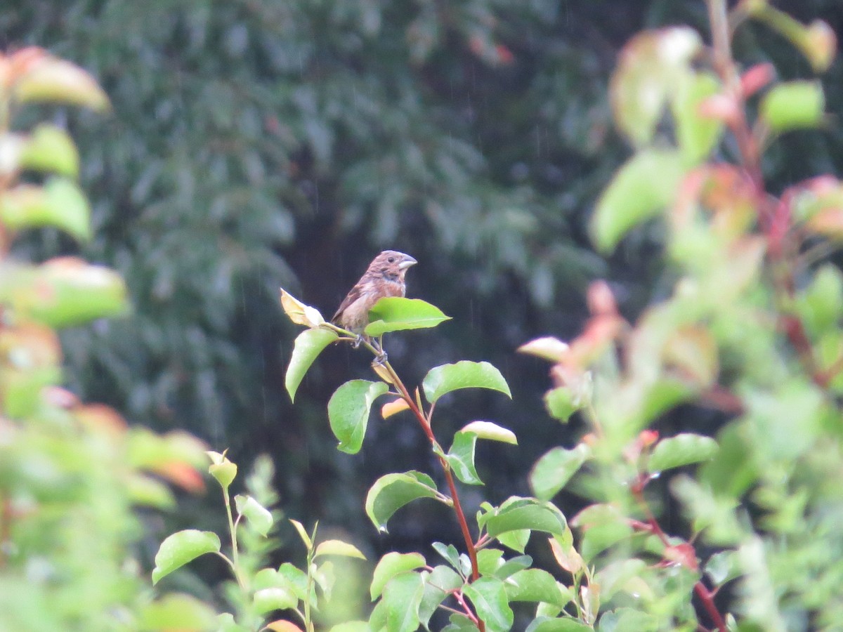 Blue Grosbeak - ML638893996
