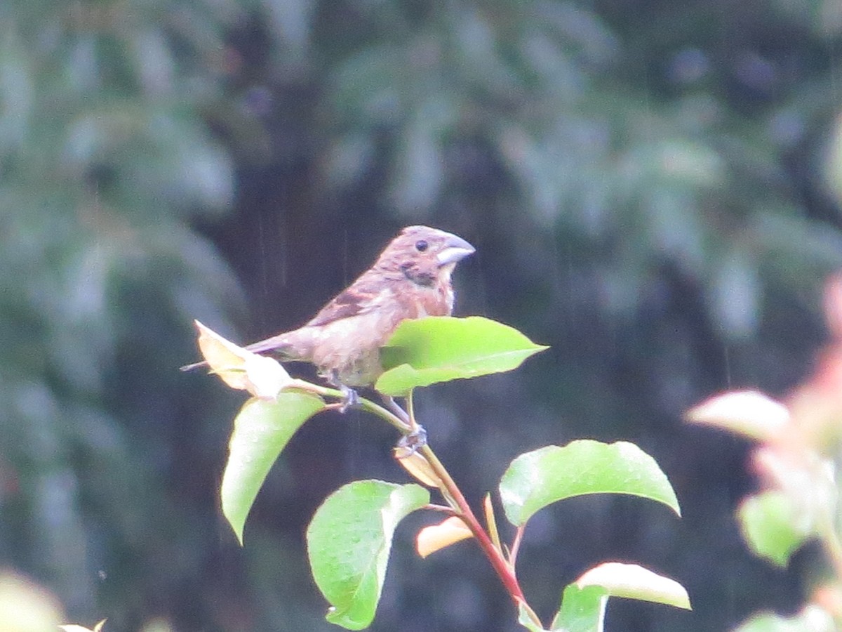 Blue Grosbeak - ML638893997