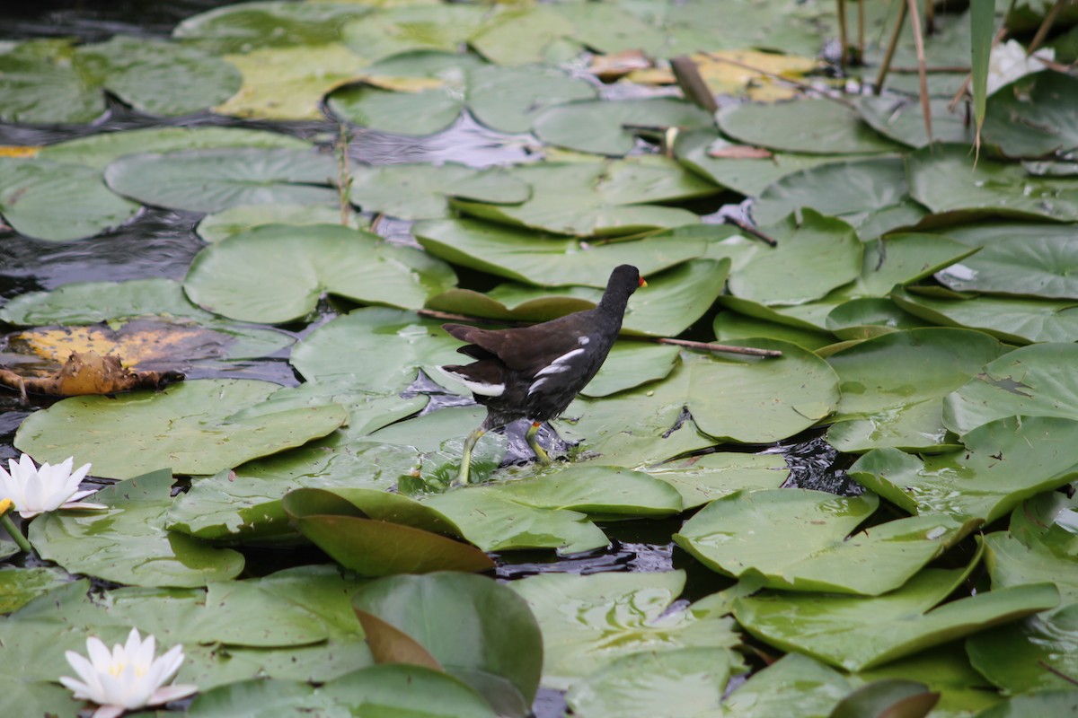Eurasian Moorhen - ML638894103