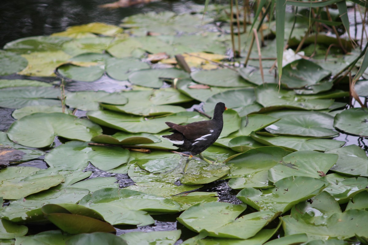 Eurasian Moorhen - ML638894104