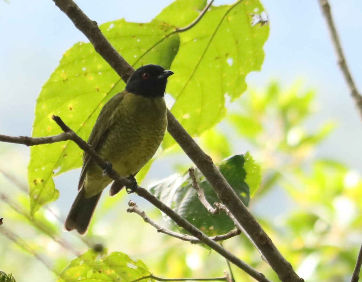 Black-headed Berryeater - ML638894113