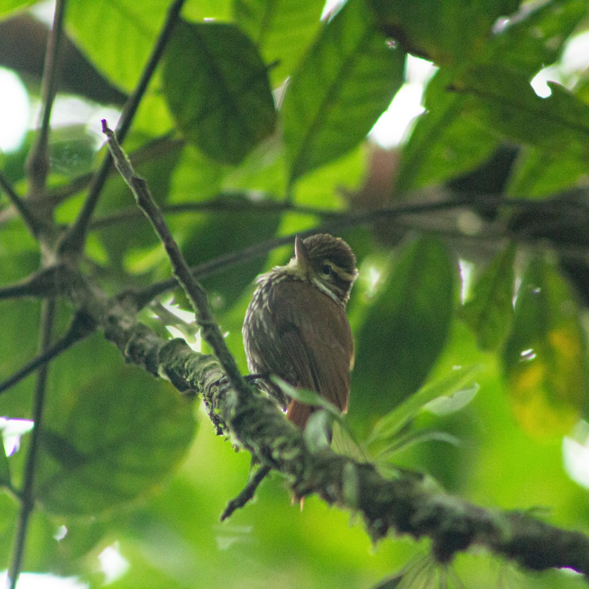 Streaked Xenops - ML638894121