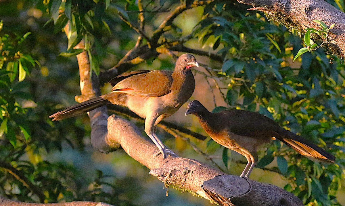 Gray-headed Chachalaca - ML638894135