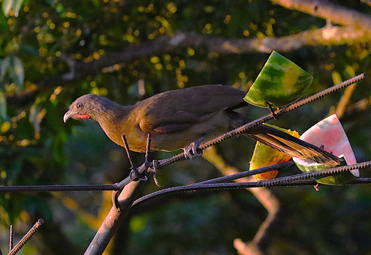 Gray-headed Chachalaca - ML638894136