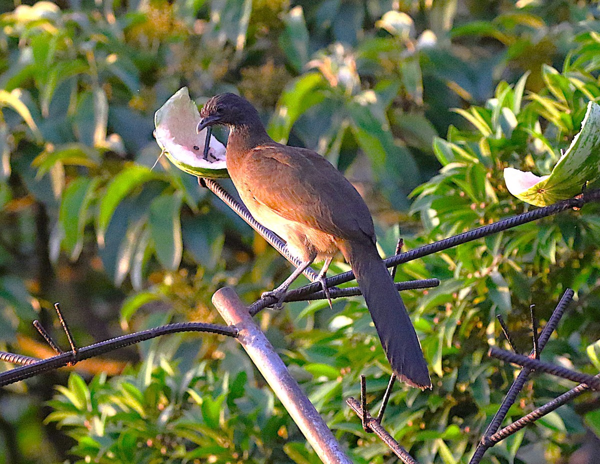 Gray-headed Chachalaca - ML638894137
