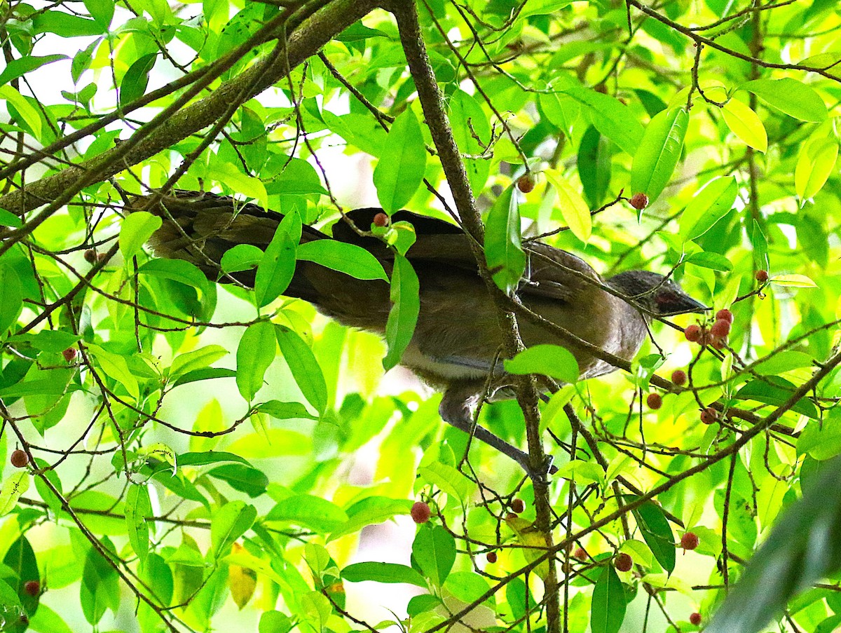 Gray-headed Chachalaca - ML638894138