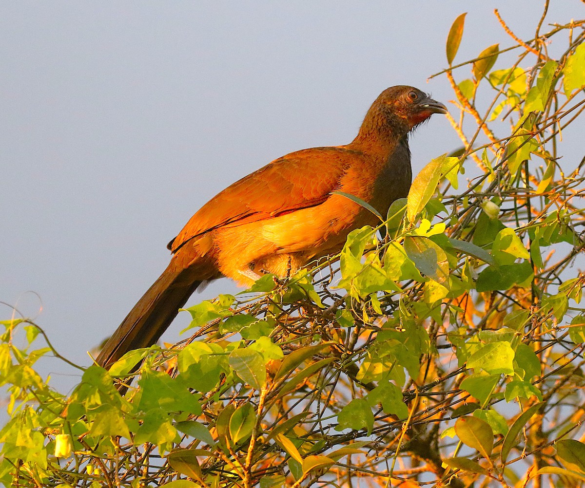 Gray-headed Chachalaca - ML638894141