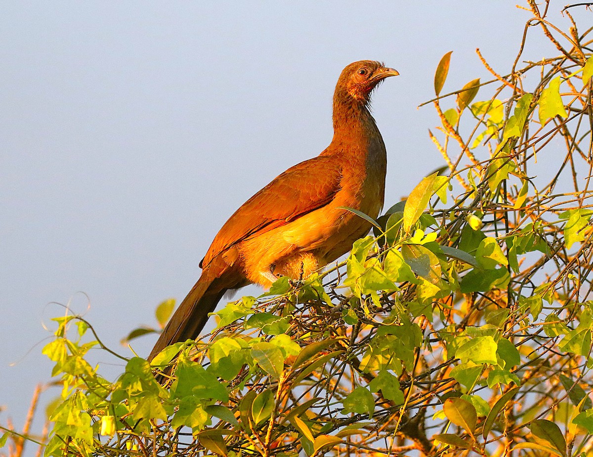 Gray-headed Chachalaca - ML638894143