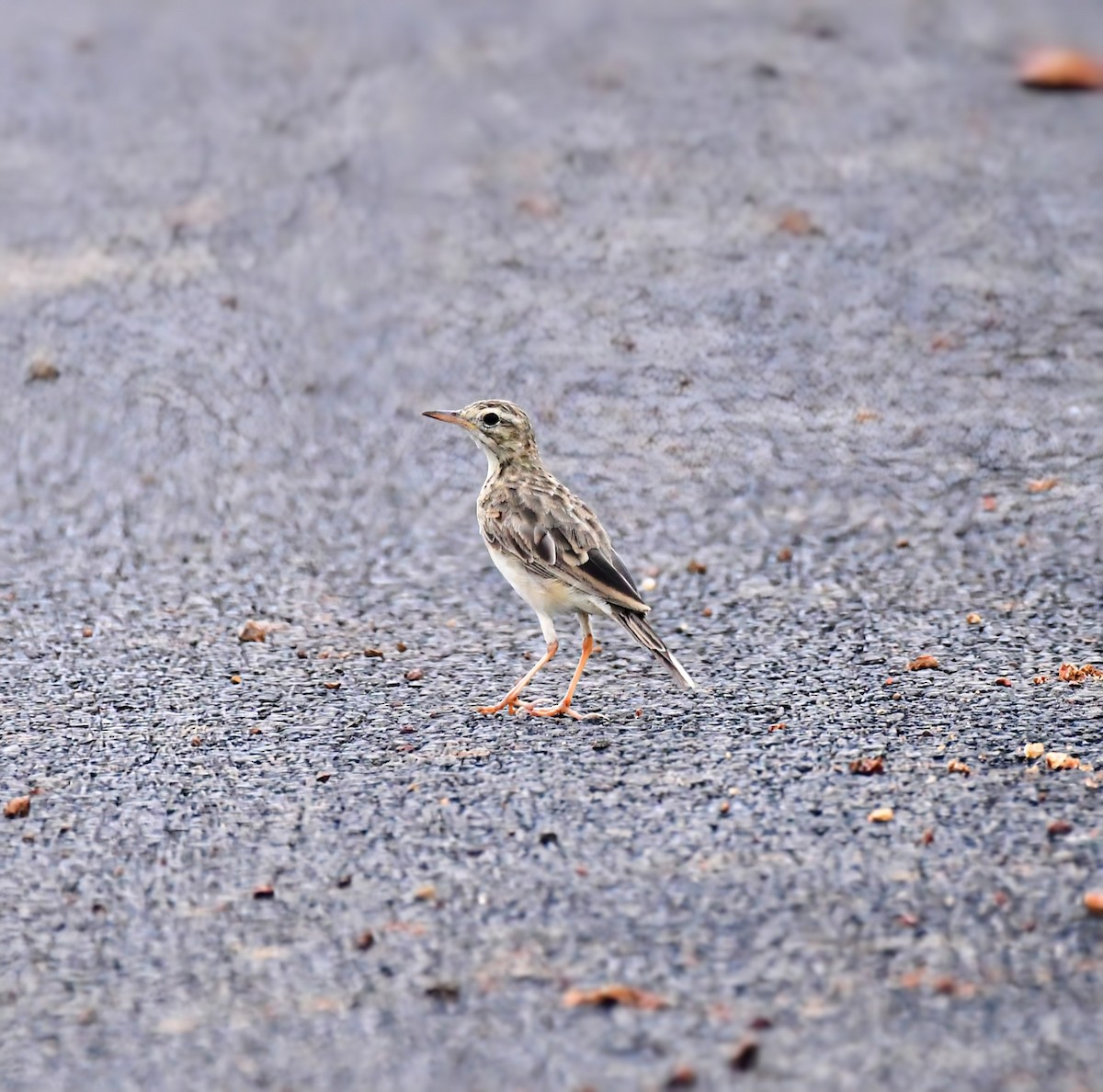 Paddyfield Pipit - ML638894146