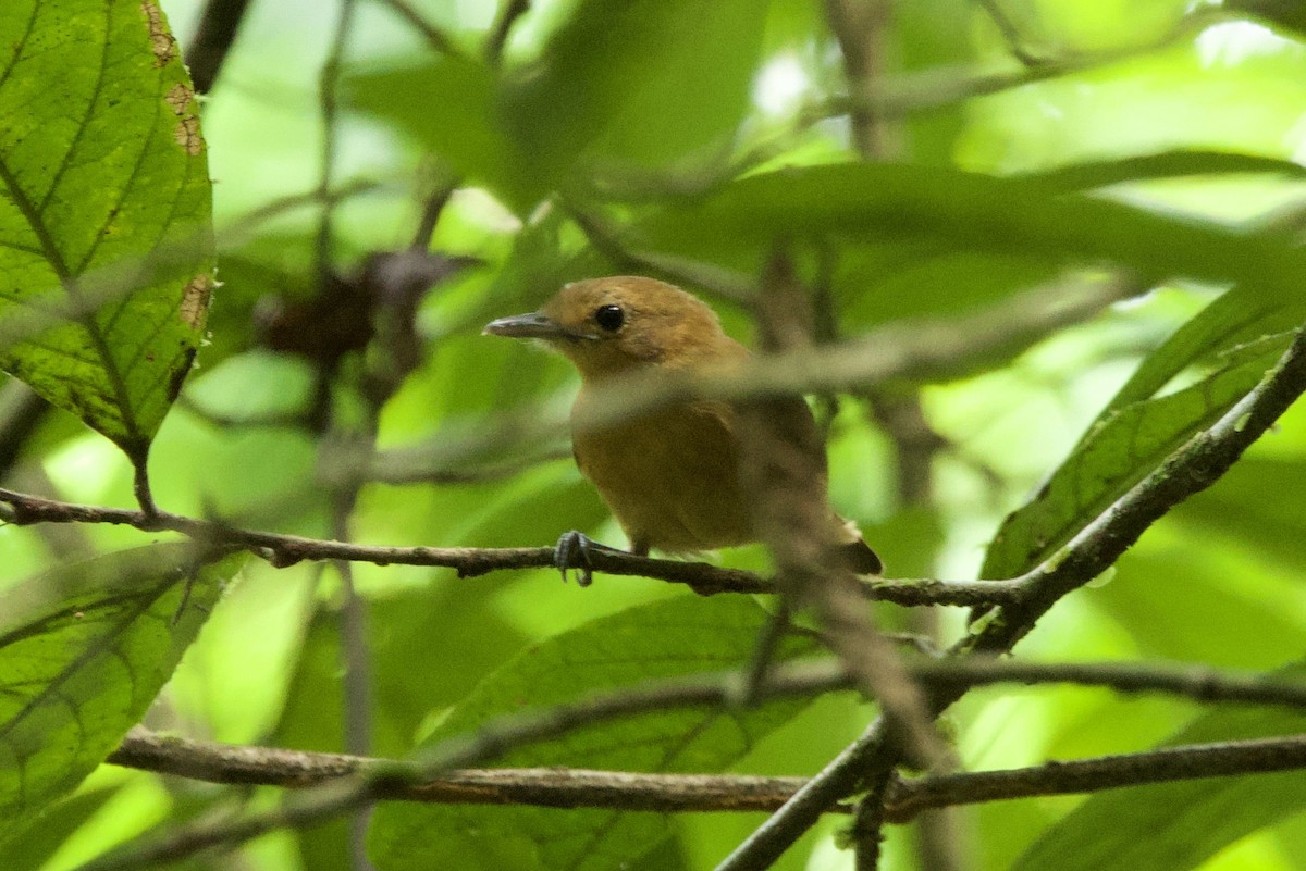 Long-winged Antwren - ML638894171