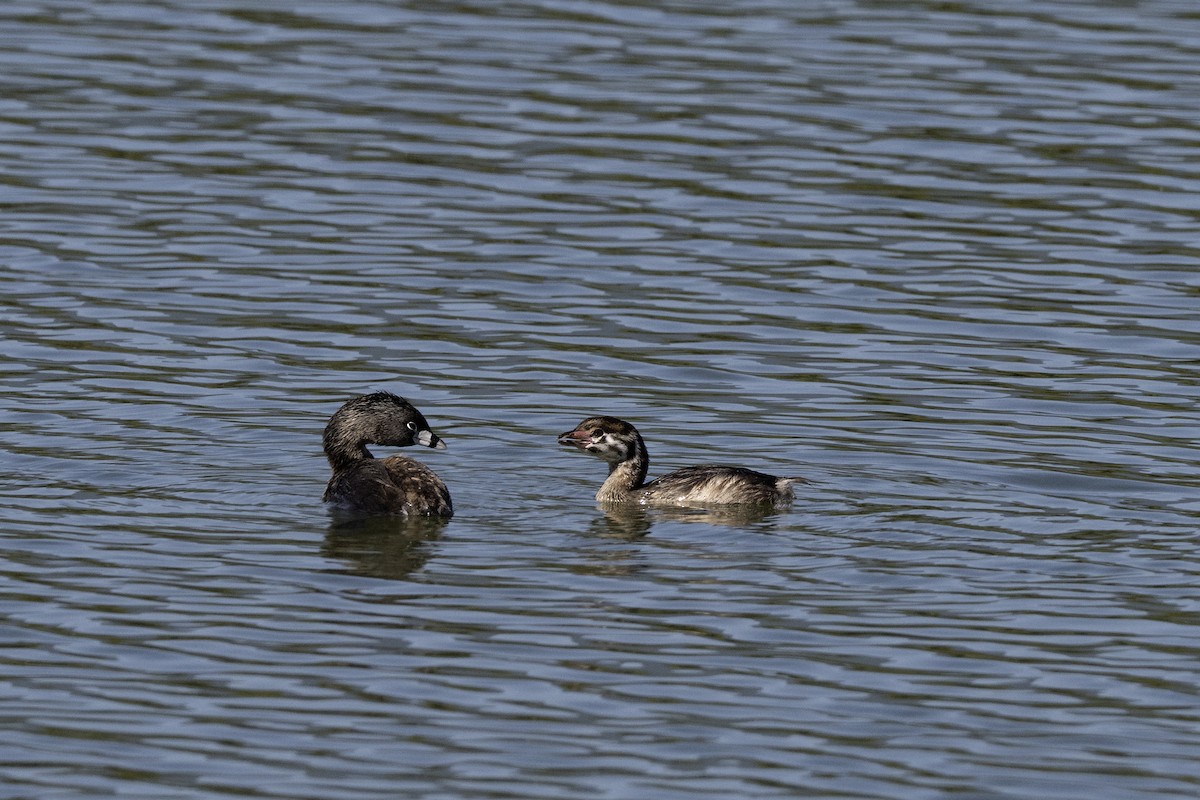 Pied-billed Grebe - ML638894183