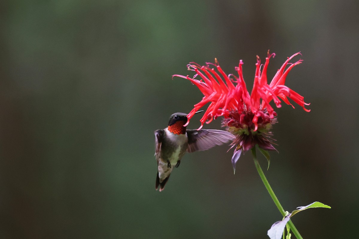 Ruby-throated Hummingbird - ML638894186