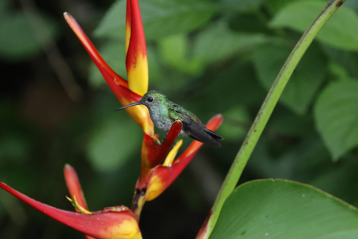 Blue-chested Hummingbird - ML638894189