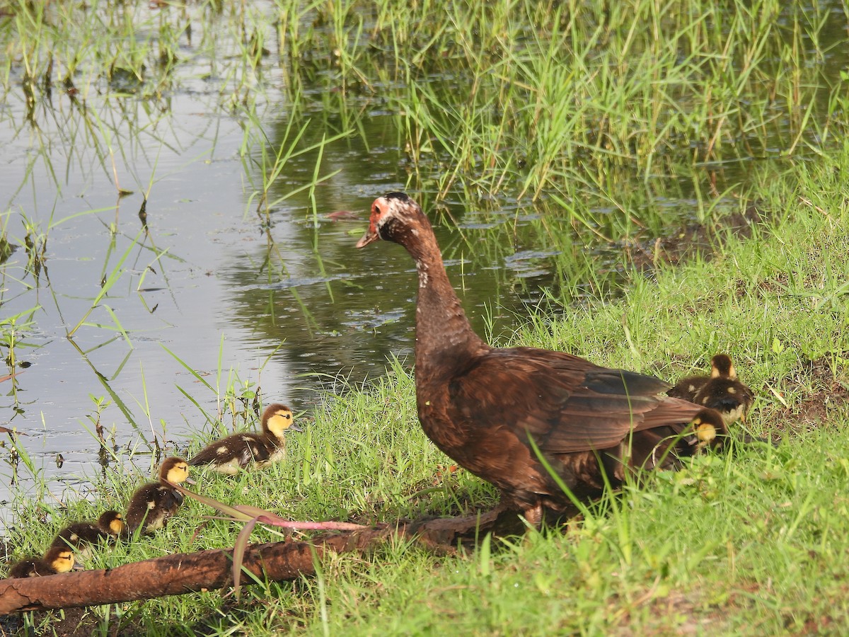 Muscovy Duck (Domestic type) - ML638894192