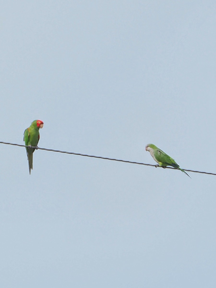 Red-masked Parakeet - ML638894200