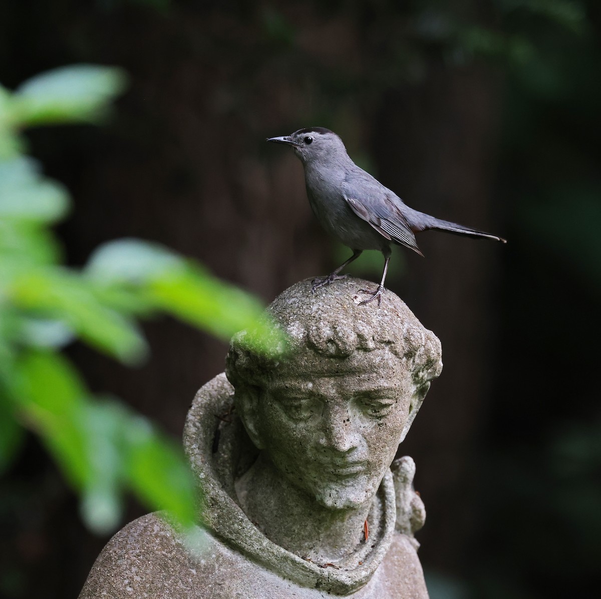 Gray Catbird - ML638894214
