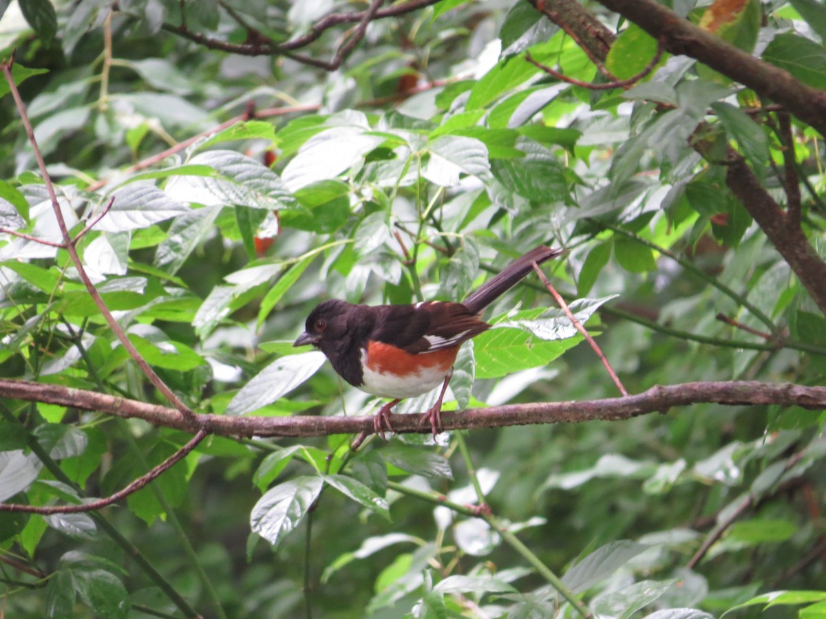 Eastern Towhee - ML638894256
