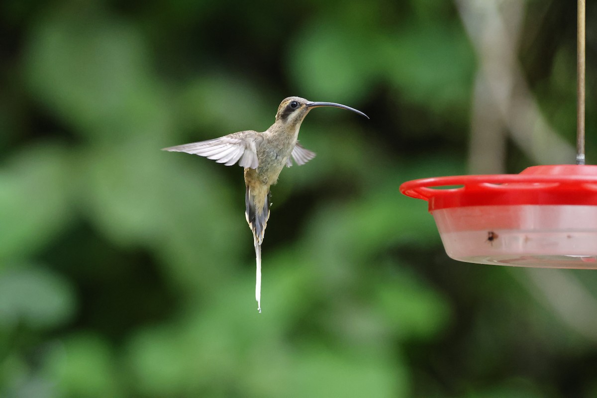 Long-billed Hermit - ML638894276