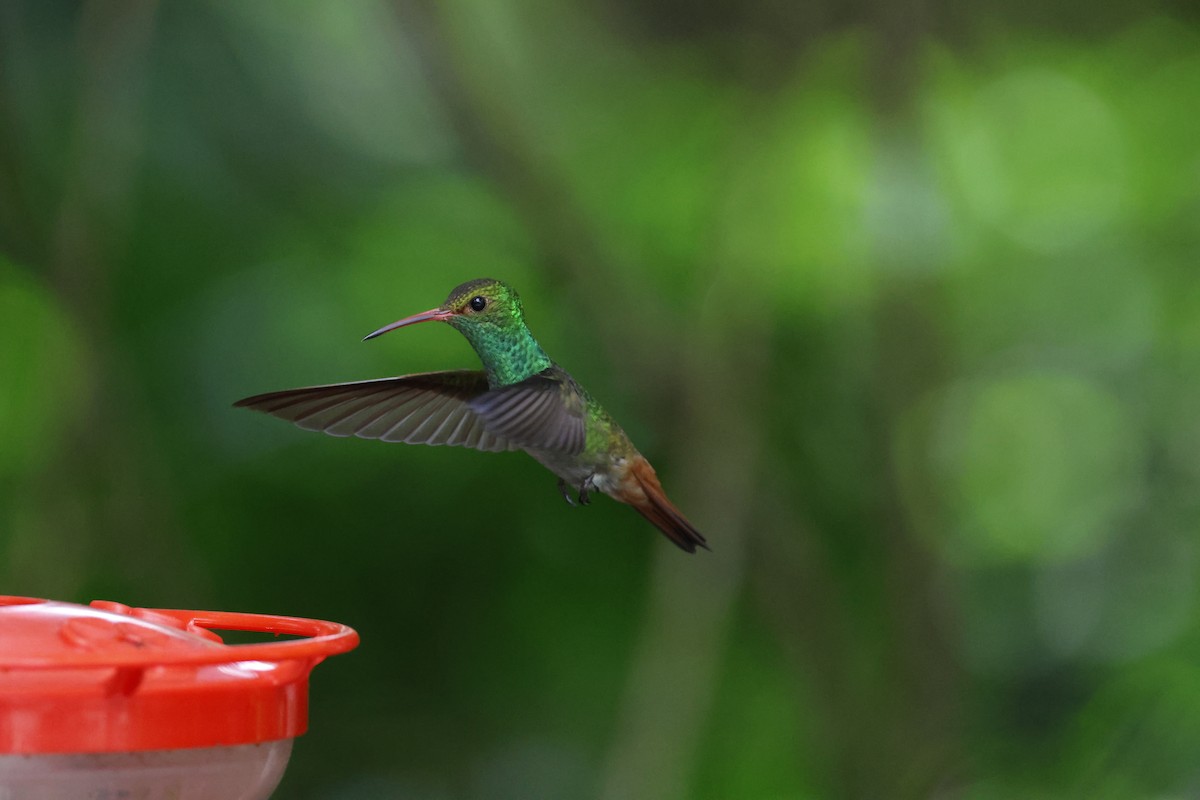 Rufous-tailed Hummingbird - ML638894289