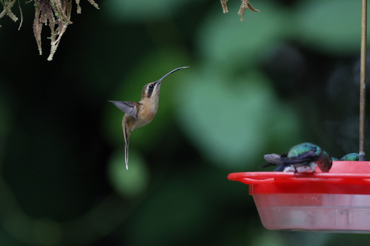 Stripe-throated Hermit - ML638894307