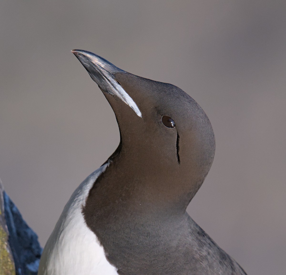 Thick-billed Murre - ML638894346